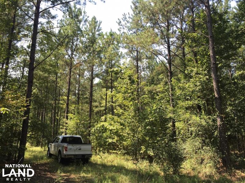 Packards Bend Timber and Hunting : Packards Bend : Monroe County : Alabama