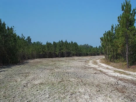 214 Acres : Sparta : Hancock County : Georgia