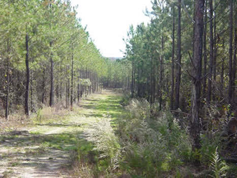 90 Acres : Irwinton : Wilkinson County : Georgia
