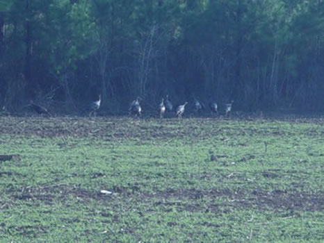 481 Acres : Roberta : Crawford County : Georgia