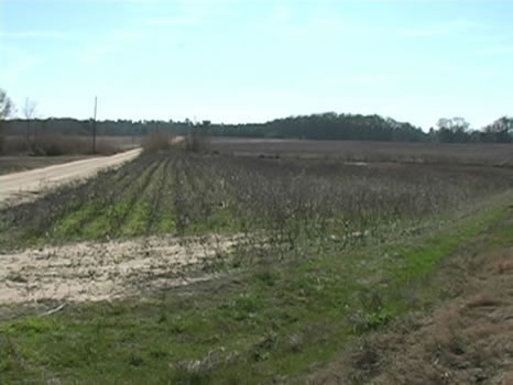 42 Acres : Rochelle : Wilcox County : Georgia