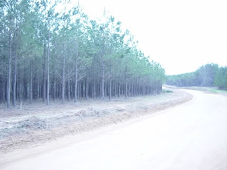 189 Acres : Roberta : Crawford County : Georgia