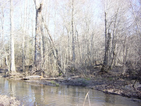 96 Acres : Hawkinsville : Pulaski County : Georgia