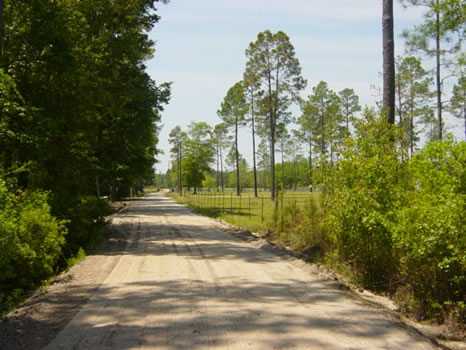 123 Acres : Waycross : Ware County : Georgia